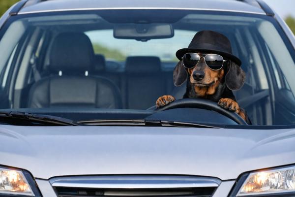 Taksis ar saulesbrillēm un cepuri sēž pie automašīnas stūres, skatā no priekšpuses, OCTA bloga ilustrācija